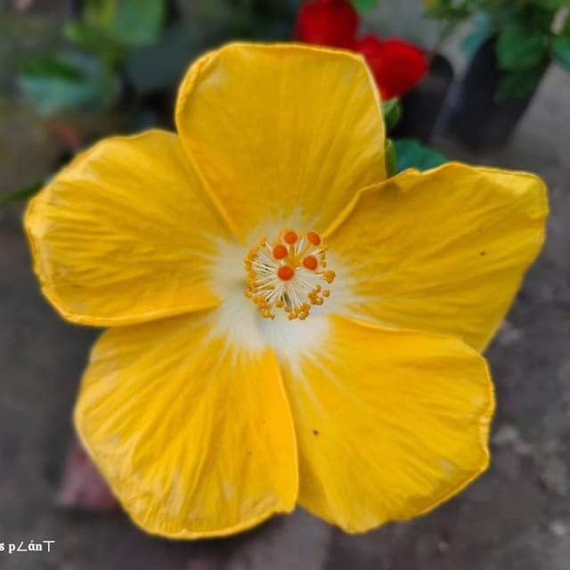 American Hibiscus Flower Plant Yellow - Plants Glory American Hibiscus Flower Plant Yellow - Plants Glory
