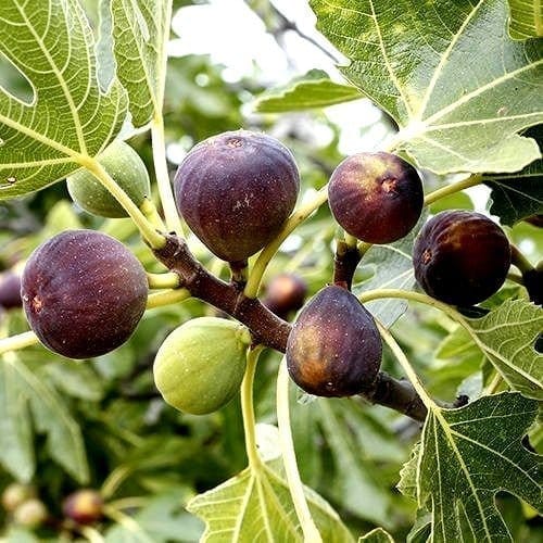 Black Mission Fig Grafted Fruit Plant - Plants Glory