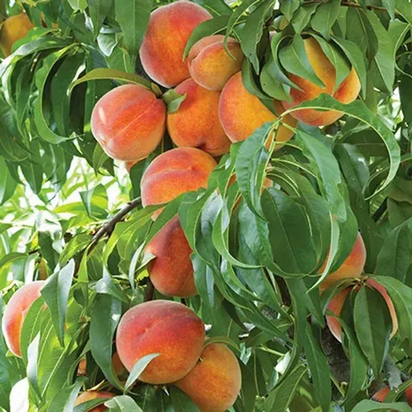 Dwarf Variety Peach Grafted Fruit Plant - Plants Glory