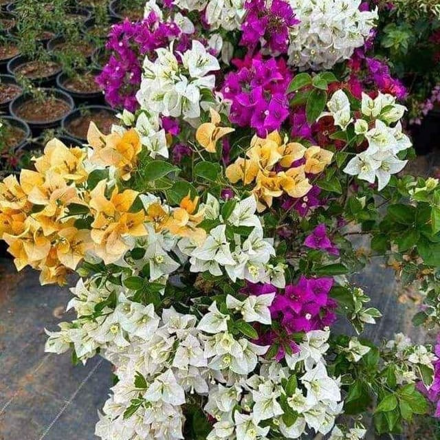 Multigrafted Bougainvellia Flower Plant (6 Colours) (PG-100580) - Plants Glory