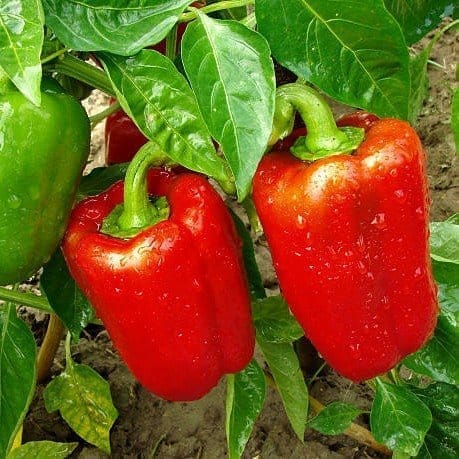 Shimla Mirch Capsicum Fruit Plant Red - Plants Glory