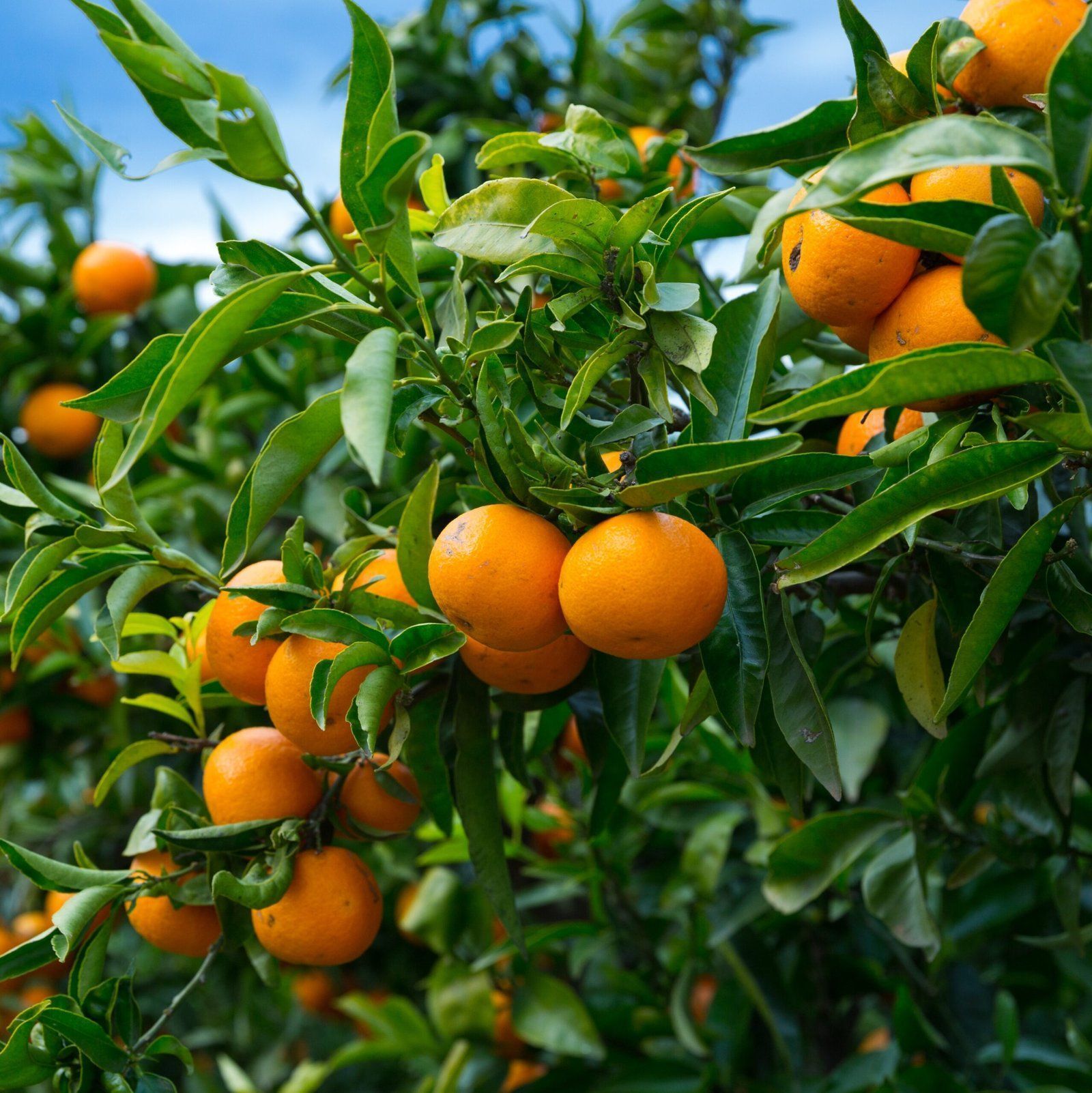 Kashmiri Kinnow Orange Grafted Fruit Plant - Plants Glory