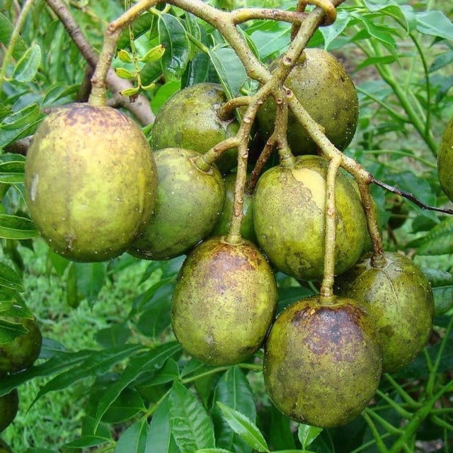 All Time Hog Plum Amra Grafted Fruit Plant - Plants Glory