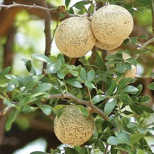 Alltime Hybrid Seedless Wood Apple Fruit Plant - Plants Glory