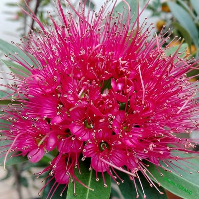 Xanthostemon Chrysanthus First Love Flower Plant Red - Plants Glory