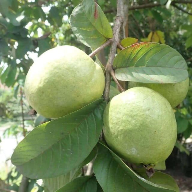 Vietnam Alltime Gauva | Grafted Fruit Plant - Plants Glory Vietnam Alltime Gauva | Grafted Fruit Plant - Plants Glory