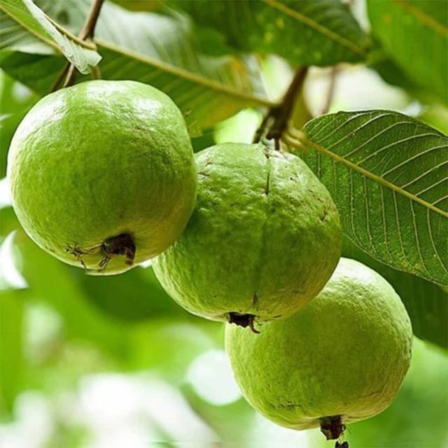 Allahabad Safeda Gauva | Grafted Fruit Plant - Plants Glory