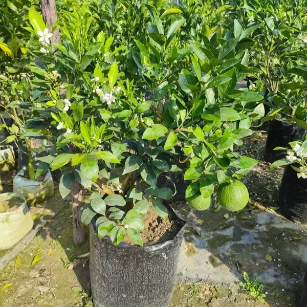 Bari-2 Malta Grafted & Hybrid Fruit Plant - Plants Glory