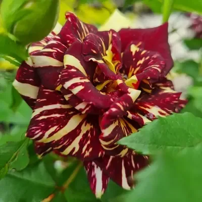 Abracadabra Rose Flower Plant (PG-100506) - Plants Glory