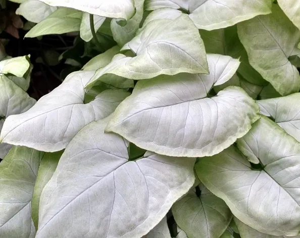 Syngonium Plant White - Plants Glory