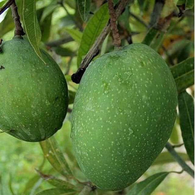 Bombay Mango | Grafted Fruit Plant - Plants Glory Bombay Mango | Grafted Fruit Plant - Plants Glory