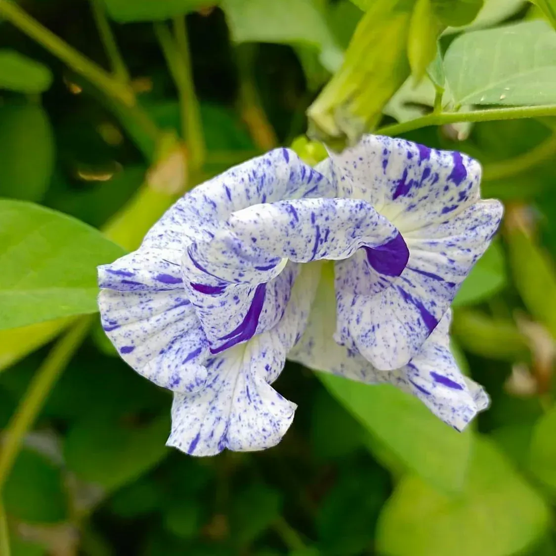 Night Sky Aparajita Flower Plant Verigated - Plants Glory