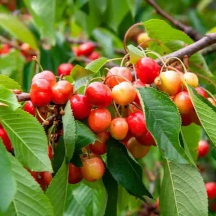 East India Cherry Grafted Fruit Plant - Plants Glory
