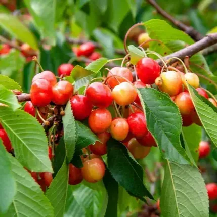 East India Cherry Grafted Fruit Plant - Plants Glory