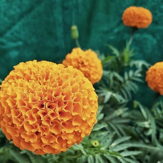 African Marigold Flower Plant Orange - Plants Glory