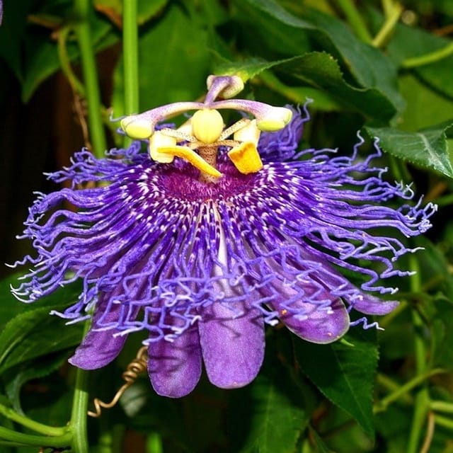 Passion Flower Plant Blue - Plants Glory Passion Flower Plant Blue - Plants Glory