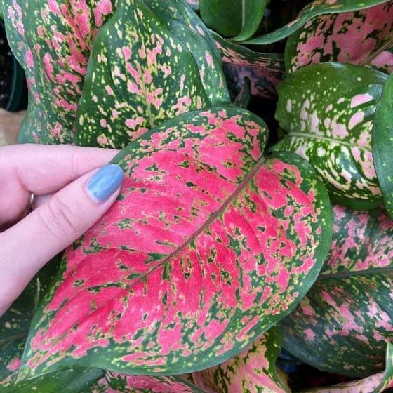Aglaonema Lady Valentine - Plants Glory