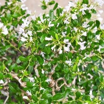 White Blue Bell Bonsai Plant - Plants Glory