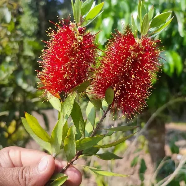 Dwarf Variety Bottle Brush Flower Plant Red - Plants Glory