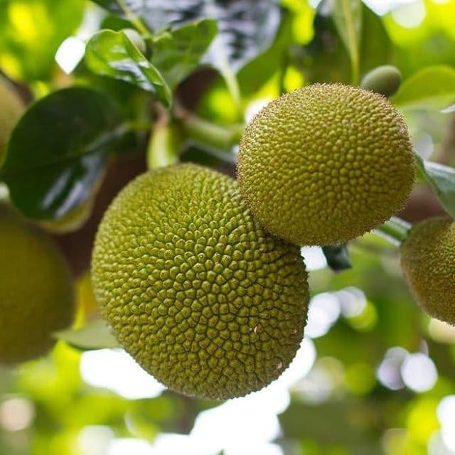 Seedless Jackfruit Hybrid & Grafted Fruit Plant - Plants Glory