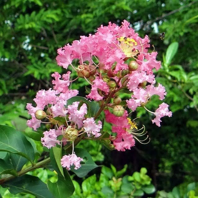 Lagerstroemia Furush Flower Plant Pink - Plants Glory