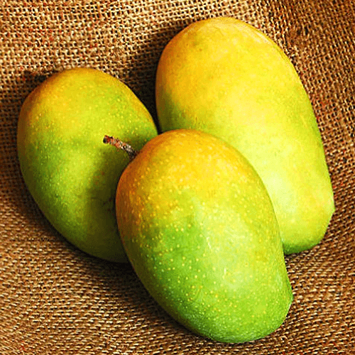 Keshar Mango | Grafted Fruit Plant - Plants Glory