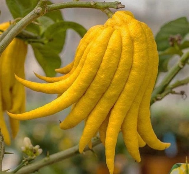 Buddha'S Plamfingure Lemon Grafted & Hybrid Fruit Plant - Plants Glory Buddha'S Plamfingure Lemon Grafted & Hybrid Fruit Plant - Plants Glory
