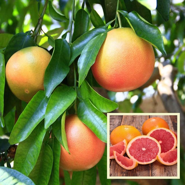Ruby Red Grapefruit Grafted & Hybrid Fruit Plant - Plants Glory