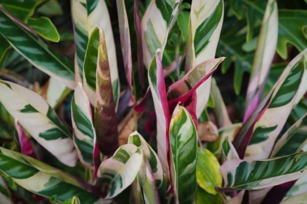 Calathea Indoor Plant (PG-100319) - Plants Glory