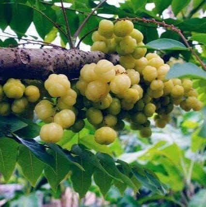 Star Gooseberry Amla Grafted & Hybrid Fruit Plant - Plants Glory