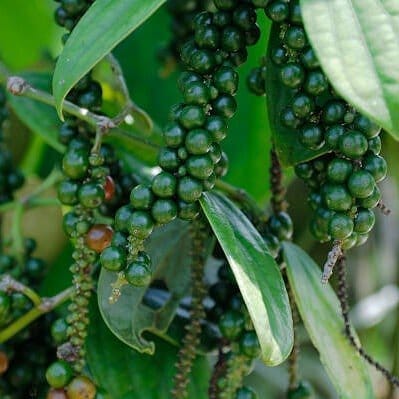 Black Pepper Plant (Kali Mirch) - Plants Glory