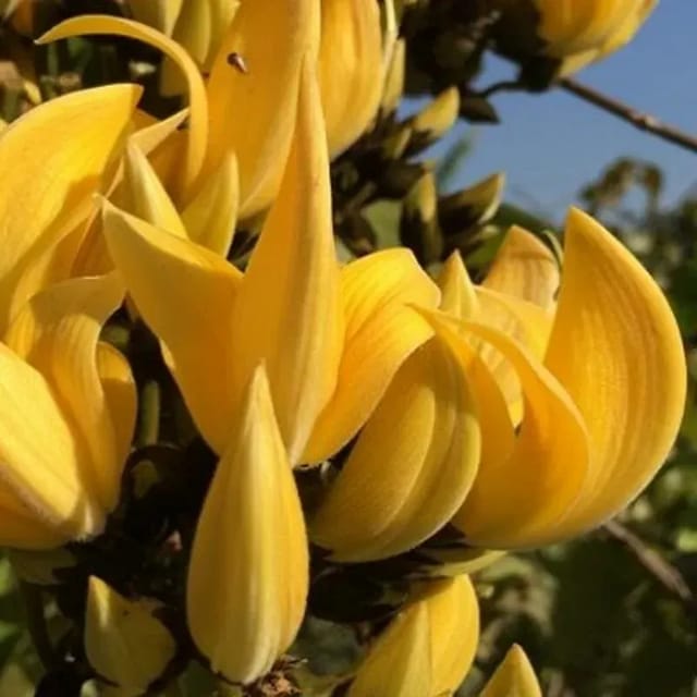 Butea Monosperma Palash Flower Plant Yellow - Plants Glory