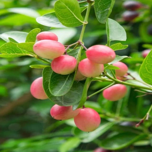 Thai Variety Sweet Karonda Karmocha Fruit Plant - Plants Glory