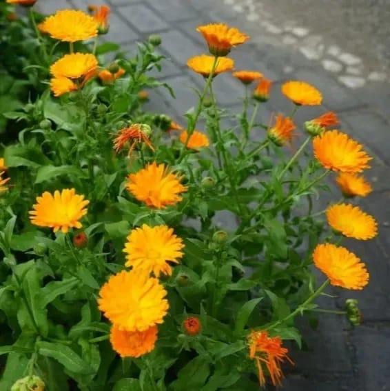 Calendula Flower Plant Yellow - Plants Glory Calendula Flower Plant Yellow - Plants Glory