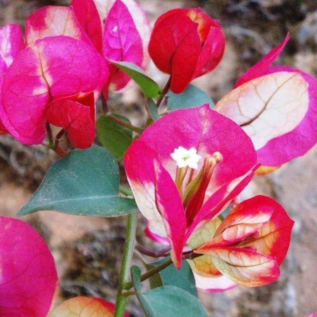 Lady Zyra Bougainvellia Flower Plant - Plants Glory