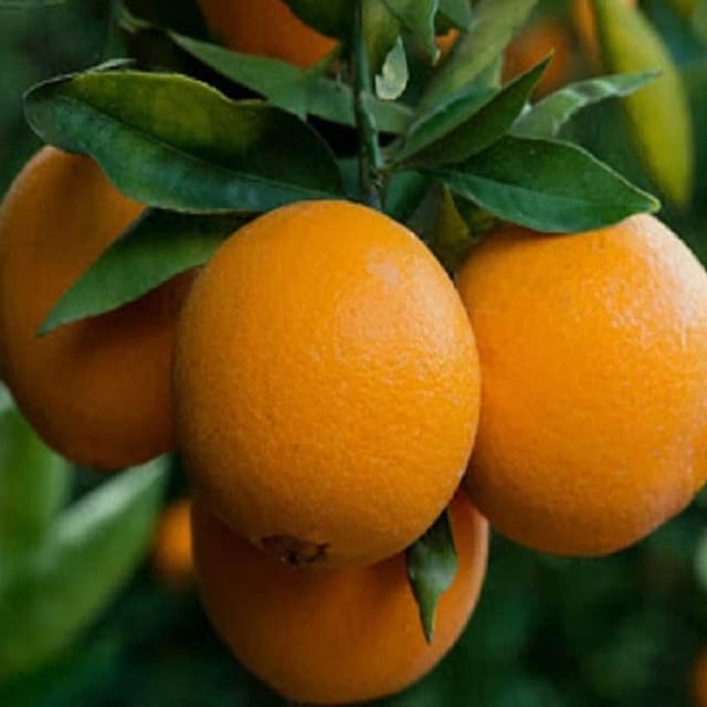 Ixora Washington Navel Orange Grafted Fruit Plant - Plants Glory Ixora Washington Navel Orange Grafted Fruit Plant - Plants Glory
