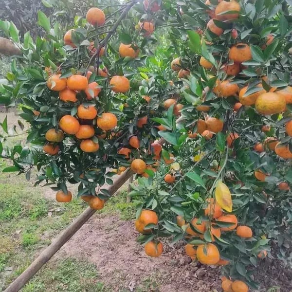 Ramrangan Grafted & Hybrid Fruit Plant Orange - Plants Glory Ramrangan Grafted & Hybrid Fruit Plant Orange - Plants Glory