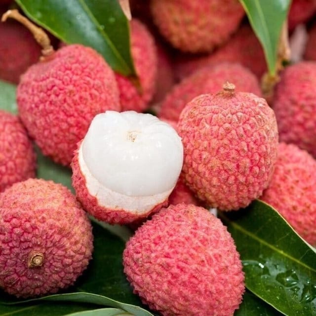 Atha Bombay Litchi Fruit Plant (Lychee) - Plants Glory