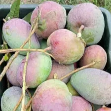 Arunika Mango | Grafted Fruit Hybrid Plant - Plants Glory
