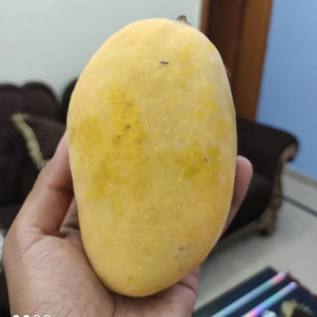 Chausa Mango | Grafted Fruit Plant - Plants Glory Chausa Mango | Grafted Fruit Plant - Plants Glory