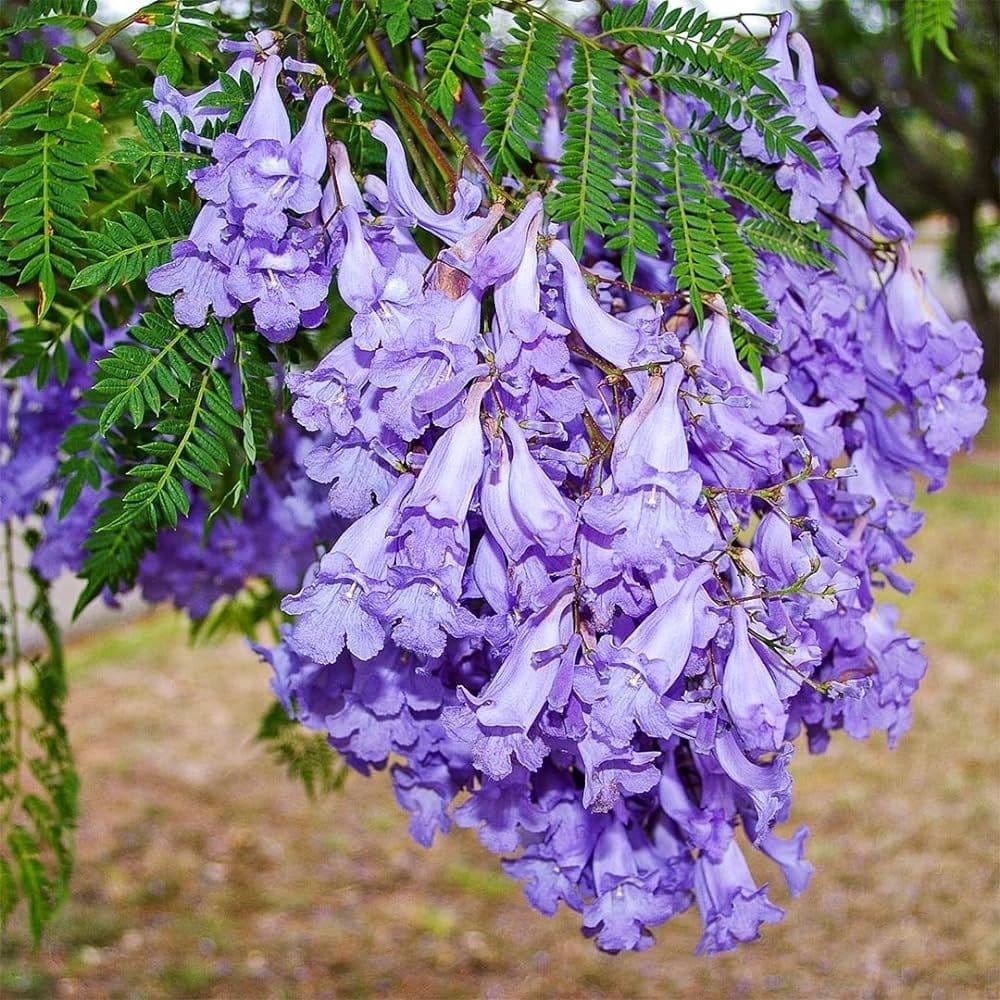 Jacaranda Mimosifolia Flower Plant - Plants Glory