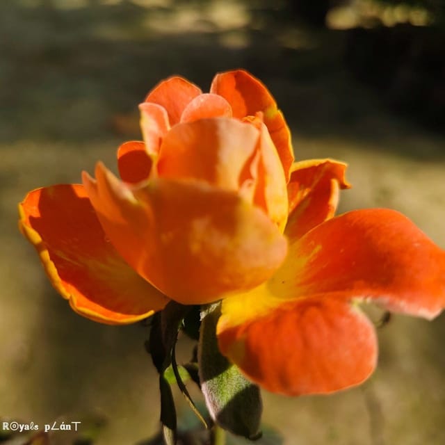 Abracadabra Rose Flower Plant (PG-100148) - Plants Glory