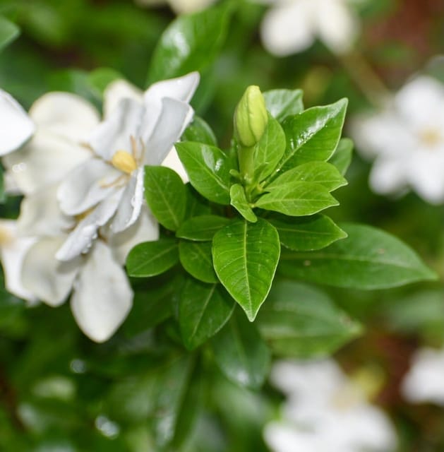 Arabian Jasmine Perfuming Flower Plant White - Plants Glory Arabian Jasmine Perfuming Flower Plant White - Plants Glory