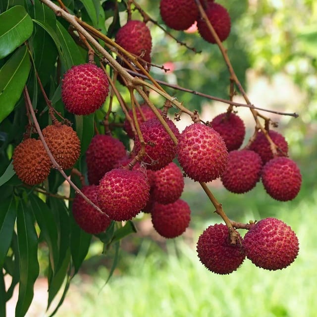 Bombay Litchi Fruit Plant (Lychee) - Plants Glory Bombay Litchi Fruit Plant (Lychee) - Plants Glory