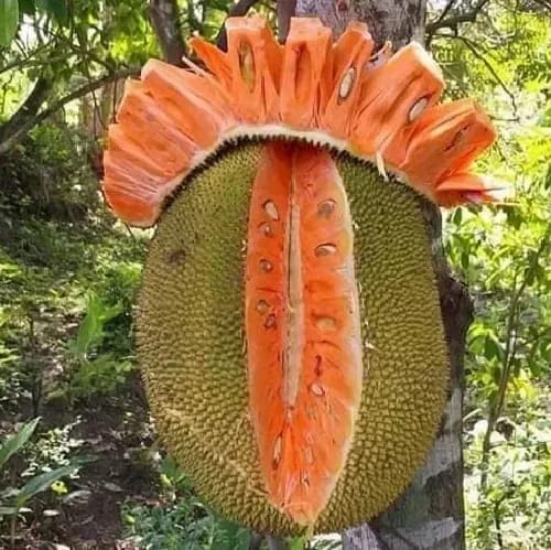 Siddhu Jackfruit Grafted & Hybrid Fruit Plant - Plants Glory