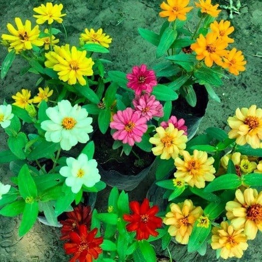 Mixed Zinnia Flower Plant 4 Colours (Pack of 1) - Plants Glory Mixed Zinnia Flower Plant 4 Colours (Pack of 1) - Plants Glory