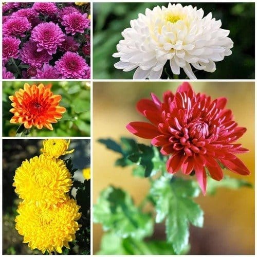 Combo Pack Mixed Chrysanthemum Chandramallika Flower Plant (6 Colours) - Plants Glory