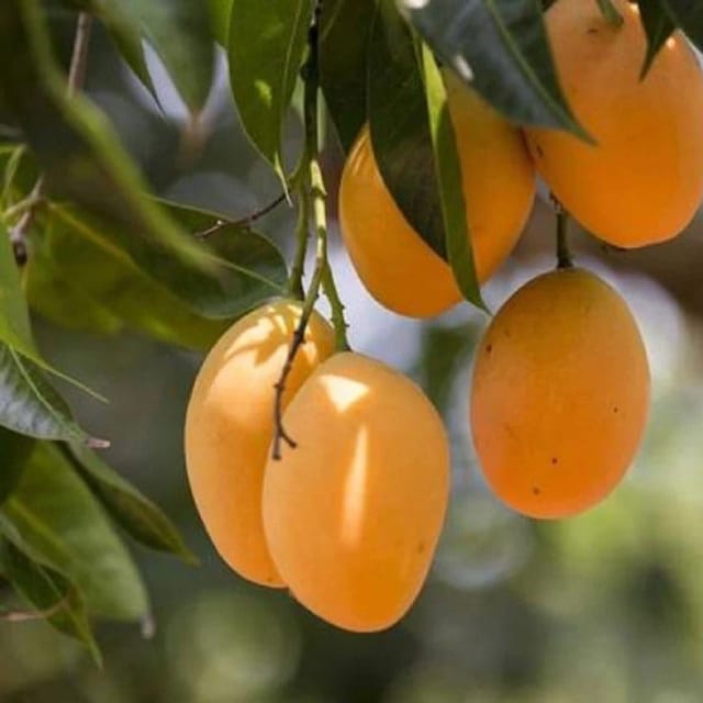 Honeydew Grafted Mango Fruit Plant - Plants Glory