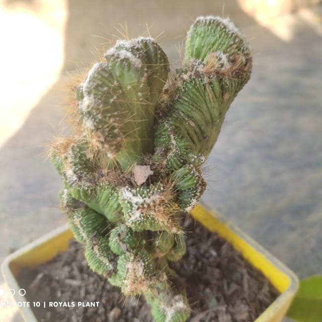 Cacti Cereus Repandus Petra Cactus (Medium Size) - Plants Glory Cacti Cereus Repandus Petra Cactus (Medium Size) - Plants Glory