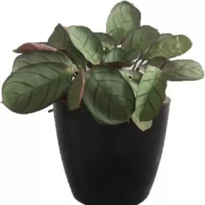 6 Inch Valencia Plastic Pot - Plants Glory